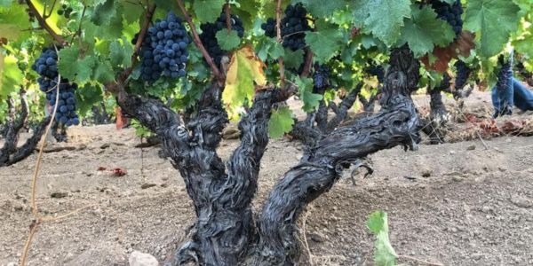 Vino moderno 